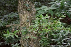 Buxus wallichiana